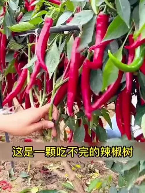户外 三农 辣椒 优质农产品 一款可以种在阳台上的美人椒