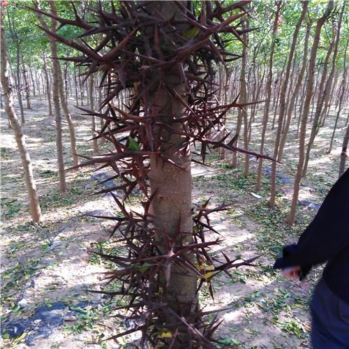 皂角树为豆科植物,它属于落叶乔木,树高可达15米-20米,树冠可达15米