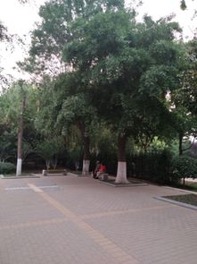 皂角树出镜率越来越高,花园 公园 景区 广场 道路