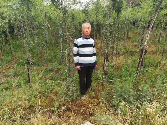 潘村产业户郭苏周种植皂角树1.5亩.